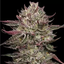 Humboldt Seed Co. Chicken n' Wafflez - 3 Samen