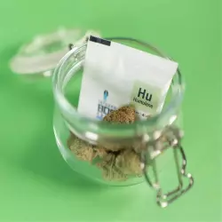Integra Boost Terpene Humulene Hu 62% 4g