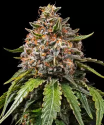 Barneys Farm White Widow XXL 3er Pack + 3er Giftpack Gratis dazu