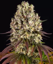 Barneys Farm Sour Diesel 3er Packung + 3er Gift Pack gratis