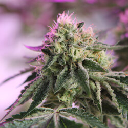 Barneys Farm RS11 x Banana OG 3er Pack + 3er Gift Pack gratis