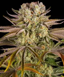 Barneys Farm Pineapple Express 3er Pack + 3er Gift Pack gratis