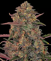 Barneys Farm Pineapple Chunk 3er Pack + 3er Gift Pack gratis