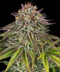 Barneys Farm Critical Kush 3er Pack + 3er Gift Pack gratis