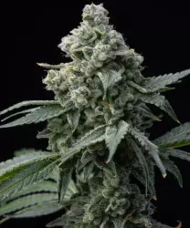 Barneys Farm Bruce Banner 3er Pack + 3er Giftpack Gratis dazu