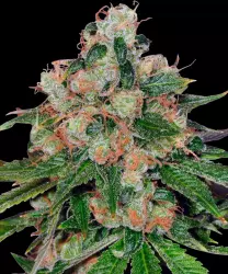 Barneys Farm CBD Caramel - 10 Samen