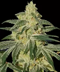 Barneys Farm Afghan Hash Plant - 1 Samen