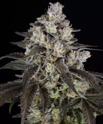 Barneys Farm Trainwreck 3er Pack + 3er Gift Pack gratis