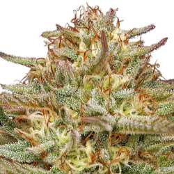 Humboldt Seed Co. Orange Creampop - 3 Samen
