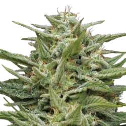 Humboldt Seed Co. Hella Jelly - 3 Samen