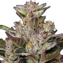 Humboldt Seed Co. Donutz - 3 Samen