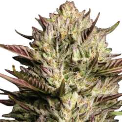 Humboldt Seed Co. California Octane - 3 Samen