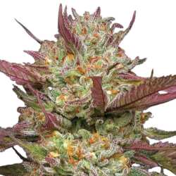 Humboldt Seed Co. Blueberry Pancakes - 3 Samen