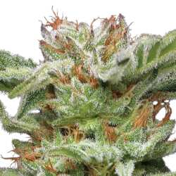 Humboldt Seed Co. Blueberry Muffin - 3 Samen