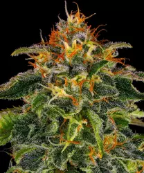 Barneys Farm Moby Dick 3er Pack + 3er Giftpack Gratis dazu