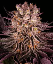 Barneys Farm Mimosa x Orange Punch 3er Pack + 3er Giftpack Gratis dazu