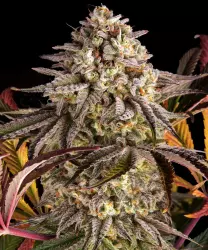 Barneys Farm Blue Sunset Sherbert 3er Pack + 3er Gift Pack gratis