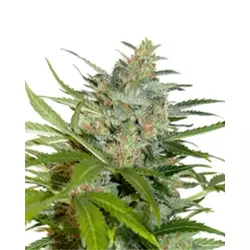Northern Lights Auto 3er Packung