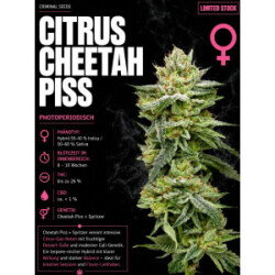 Cheetah Piss feminisiert Crminial Seeds 3er Pack