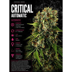 Critical Auto Criminal Seeds 3er Pack