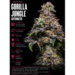 Gorilla Jungle Auto x Cali Criminal Seeds 3er Pack
