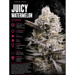 Juicy Watermelon Criminal Seeds 3er Pack
