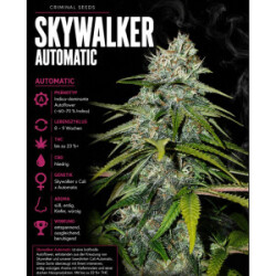 Skywalker Auto Ciminal Seeds 3er Pack