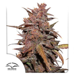Blackberry Kush CBD Auto Dutch Passion feminisiert 3er Pack
