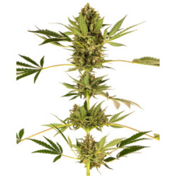 Himalayan CBD Sensi Seeds feminisiert 3er Pack