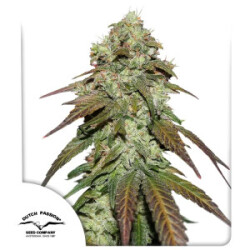 Mazar CBD Dutch Passion feminisiert 3er Pack
