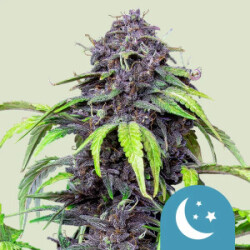 Purplematic CBD Auto Royal Queen Seeds feminisiert 3er Pack