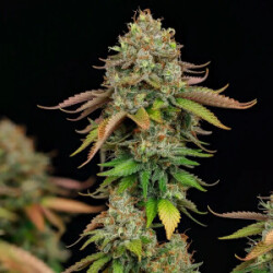 Royal Highness CBD Royal Queen Seeds feminisiert 3er Pack