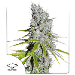 Skunk Haze CBD Dutch Passion feminisiert 3er Pack