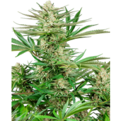 Malibu OG Gold Feminisierte Hanfsamen, 3 Samen