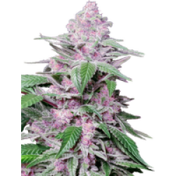 Purple Cookie Kush Feminisierte Hanfsamen, 1 Samen