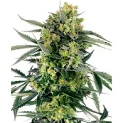 Blueberry Candiez Automatic Hanfsamen, 1 Samen
