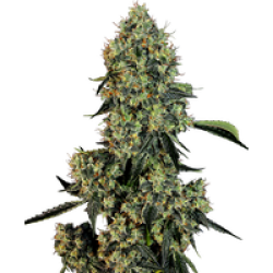 OG Kush Feminisierte Hanfsamen von White Label, 3 Samen