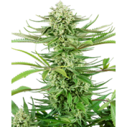 Cashew Kush Feminisierte Hanfsamen, 3 Samen