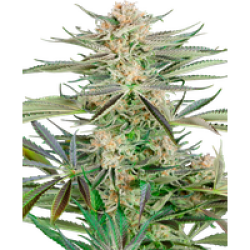 Screwdriver OG Feminisierte Hanfsamen, 3 Samen