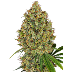 AK-420 Feminisierte Hanfsamen von White Label, 1 Samen