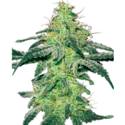 White Skunk Feminisierte Hanfsamen von White Label, 3 Samen