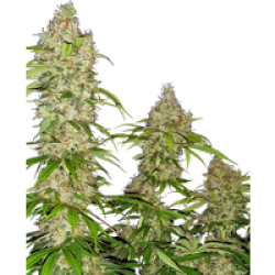 Banana Kush Cake Feminisierte Hanfsamen, 3 Samen