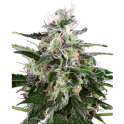 White Skunk Automatic Hanfsamen von White Label, 3 Samen
