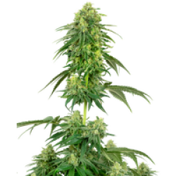 Strawberry Kush Feminisierte Hanfsamen von White Label, 3 Samen