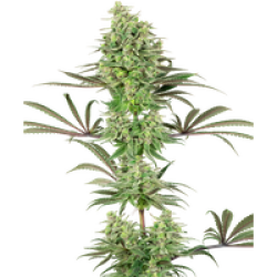 Double Banana Kush Feminisierte Hanfsamen von White Label, 3 Samen