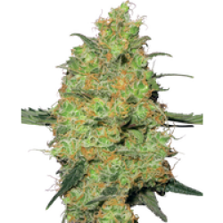 Master Kush Feminisierte Hanfsamen von White Label, 3 Samen