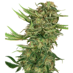 N13 Kush Feminisierte Hanfsamen, 3 Samen