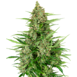Double Kush Cake Automatic Hanfsamen, 3 Samen