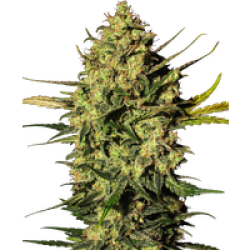 Master Kush Automatic Hanfsamen von White Label, 1 Samen