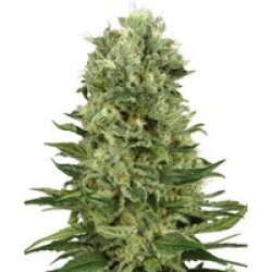Skunk #1 Automatic Hanfsamen von White Label, 3 Samen